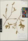 Foto von Salix lemmonii Bebb